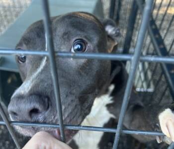 Rescue Mixed Breed Dogs for Adoption in Mobile, Alabama - Elmo | PetCurious