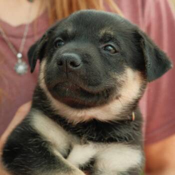 Panzanella -  Mixed Breed Dog for Adoption in Buffalo, Minnesota - Panzanella | PetCurious