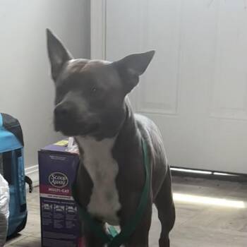Harley -  Terrier and Mixed Breed Dog for Adoption in Grinnell, Iowa - Harley | PetCurious