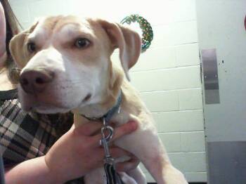 A1267275 -  Mixed Breed Dog for Adoption in Charlotte, North Carolina - A1267275 | PetCurious