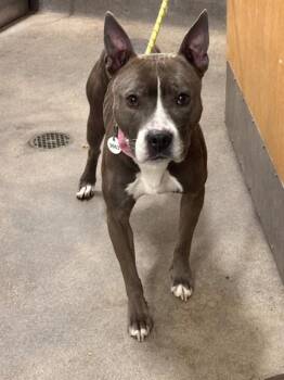 KATRINA -  Pit Bull Terrier Dog for Adoption - KATRINA | PetCurious