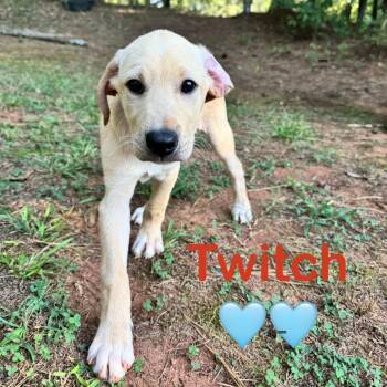 Twitch -  Yellow Labrador Retriever and Mixed Breed Dog for Adoption in Peachtree City, Georgia - Twitch | PetCurious