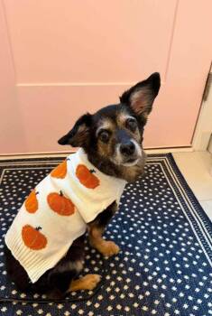 Cantaloupe -  Mixed Breed Dog for Adoption in Wayne, New Jersey - Cantaloupe | PetCurious
