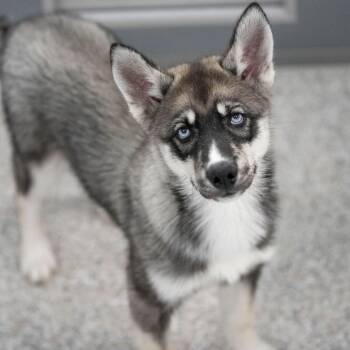 Moe (JN26-15) -  Husky Dog for Adoption in Peyton, Colorado - Moe (JN26-15) | PetCurious