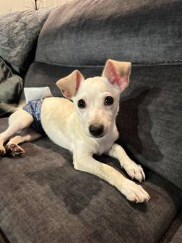 Rescue Chihuahua and Chiweenie Dogs for Adoption in Grand Prairie, Texas - WOODY | PetCurious