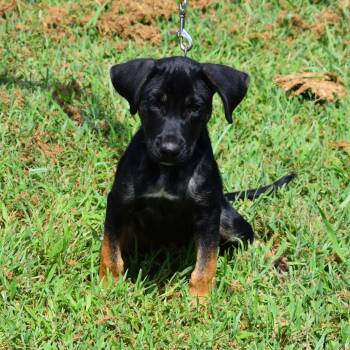Gretchen -  Mixed Breed Dog for Adoption in Searcy, Arkansas - Gretchen | PetCurious