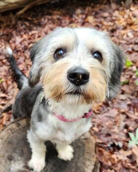 Millie -  Yorkshire Terrier and Beagle Dog for Adoption in Pelzer, South Carolina - Millie | PetCurious