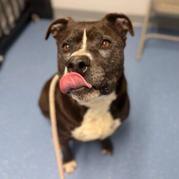 Pudge -  Pit Bull Terrier and Mixed Breed Dog for Adoption in Watertown, New York - Pudge | PetCurious