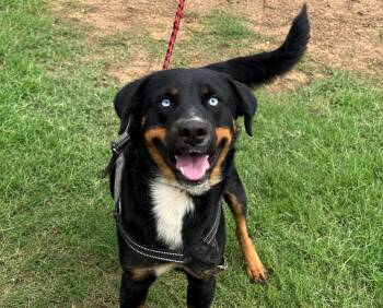 Riley -  Rottweiler and Husky Dog for Adoption in Brookeville, Maryland - Riley | PetCurious