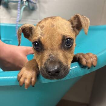 Jim -  Mixed Breed Dog for Adoption in Hinesville, Georgia - Jim | PetCurious