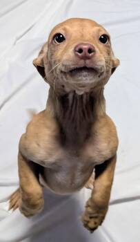 sarabi -  Chihuahua Dog for Adoption in Saint David, Arizona - Sarabi | PetCurious