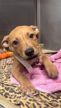 American Staffordshire Terrier Dogs Available for Adoption in Fort Lauderdale, Florida - SAMMY | PetCurious