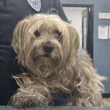 Martin -  Yorkshire Terrier Dog for Adoption in Newark, New Jersey - Martin | PetCurious