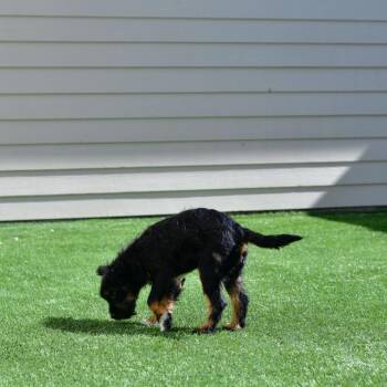 Wirehaired Terrier Dogs Available for Adoption in Ottawa, Kansas - Toast | PetCurious