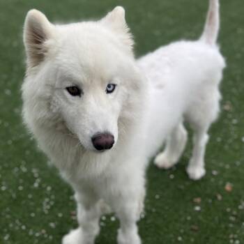 Woofie 6627 -  Husky Dog for Adoption in Loxahatchee Groves, Florida - Woofie 6627 | PetCurious