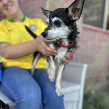 Abbot -  Chihuahua and Mixed Breed Dog for Adoption in Glenwood Springs, Colorado - Abbot | PetCurious