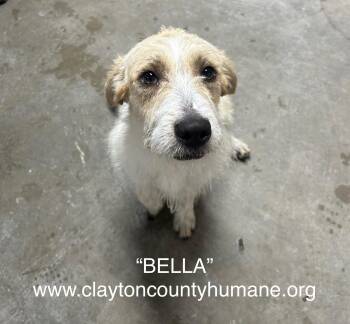 Rescue Terrier Dogs for Adoption in Jonesboro, Georgia - Bella | PetCurious