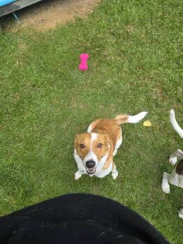Yzes -  Australian Cattle Dog Blue Heeler Dog for Adoption in Waunakee, Wisconsin - Yzes | PetCurious