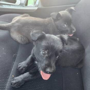 Mixed Breed Dogs Available for Adoption in Hopkinton, Massachusetts - Bam Bam | PetCurious