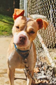 Daisy -  Boxer Dog for Adoption in Grafton, West Virginia - Daisy | PetCurious