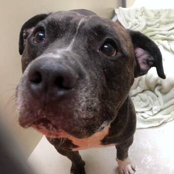 Quick Joe -  Pit Bull Terrier Dog for Adoption in Philadelphia, Pennsylvania - Quick Joe | PetCurious