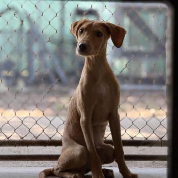 Lasagna Pan -  Mixed Breed Dog for Adoption in Pauls Valley, Oklahoma - Lasagna Pan | PetCurious