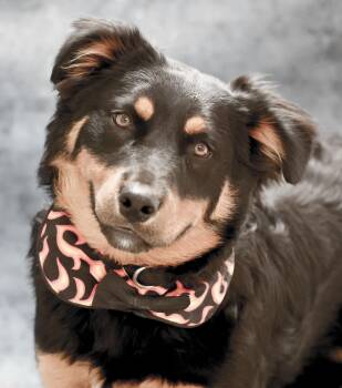 Rescue Rottweiler Dogs for Adoption in Casa Grande, Arizona - David | PetCurious