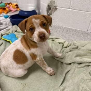 Havasu -  Pit Bull Terrier and Cattle Dog Dog for Adoption in Phoenix, Arizona - Havasu | PetCurious