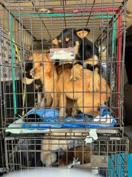 Yorkshire Terrier and Chihuahua Dogs Available for Adoption in Grafton, Wisconsin - FOSTER ME - Charlie | PetCurious