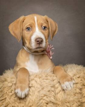 Mixed Breed Dogs Available for Adoption in Cullman, Alabama - Dizzy | PetCurious