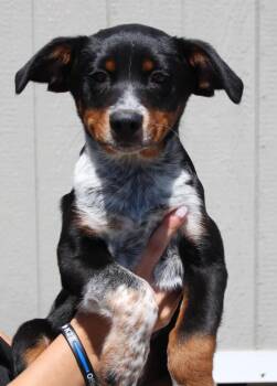 Cattle Dog and Mixed Breed Dogs Available for Adoption in Vacaville, California - Huey | PetCurious