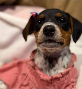 Confetti -  Beagle and Australian Cattle Dog Blue Heeler Dog for Adoption in Dunmore, Pennsylvania - Confetti | PetCurious