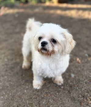 Mitzi -  Shih Tzu Dog for Adoption in Puyallup, Washington - Mitzi | PetCurious