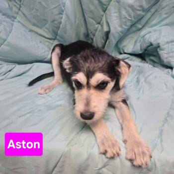 Aston -  Australian Cattle Dog Blue Heeler Dog for Adoption in Uxbridge, Massachusetts - Aston | PetCurious