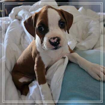 Boxer Dogs Available for Adoption - Petunia | PetCurious