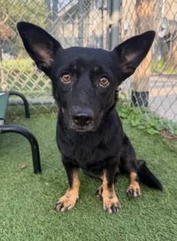 LASAGNA -  Mixed Breed Dog for Adoption in Columbia, South Carolina - LASAGNA | PetCurious