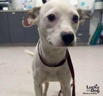 Scarlett -  Chihuahua Dog for Adoption in Washington, District Of Columbia - Scarlett | PetCurious