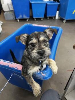 Mixed Breed Dogs Available for Adoption in Dallas, Texas - ROSEMARY | PetCurious