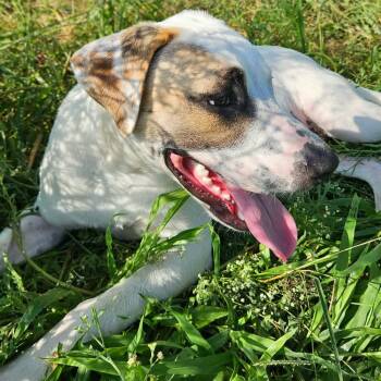 Wishbone -  Terrier and Mixed Breed Dog for Adoption in Kingsville, Texas - Wishbone | PetCurious
