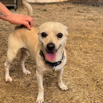 Rescue Mixed Breed Dogs for Adoption in Houston, Texas - Casper | PetCurious