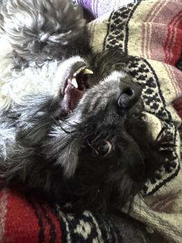 Farlee -  Cocker Spaniel Dog for Adoption in Austin, Texas - Farlee | PetCurious