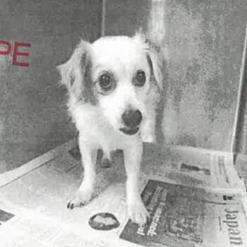 Dusty A2280174 -  Papillon Dog for Adoption in Los Angeles, California - Dusty A2280174 | PetCurious