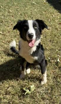 Rescue Border Collie Dogs for Adoption in Oklahoma City, Oklahoma - Clover | PetCurious