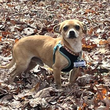 Chihuahua Dogs Available for Adoption in Wake Forest, North Carolina - Sebastian | PetCurious