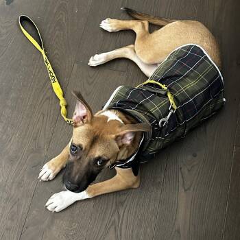 Cornbread -  Terrier Dog for Adoption in New York, New York - Cornbread | PetCurious