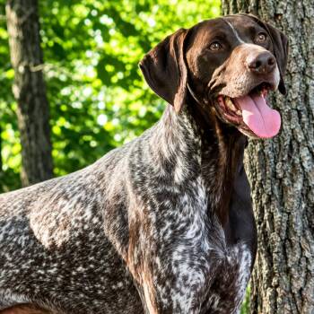 Moose -  German Shorthaired Pointer Dog for Adoption in Helena, Alabama - Moose | PetCurious