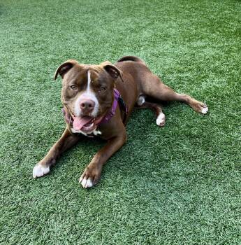 Pit Bull Terrier Dogs Available for Adoption - Toko | PetCurious
