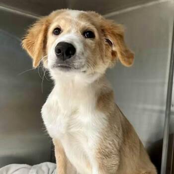 Sokka (foster-to-adopt) -  Anatolian Shepherd and Mixed Breed Dog for Adoption in Park Falls, Wisconsin - Sokka (foster-to-adopt) | PetCurious