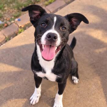 Domino -  Husky and American Staffordshire Terrier Dog for Adoption in Brookeville, Maryland - Domino | PetCurious