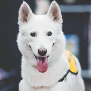 Kiara -  Siberian Husky Dog for Adoption in Los Angeles, California - Kiara | PetCurious